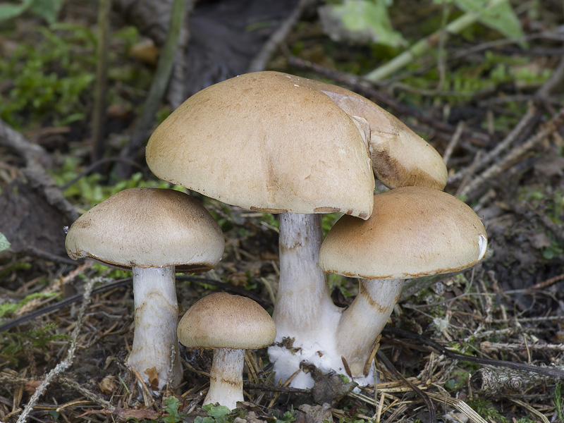 Cortinarius caninus